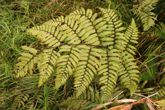 Cyathea borinquena