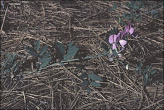 Lathyrus polyphyllus
