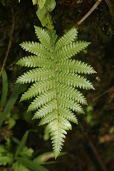 Steiropteris deltoidea