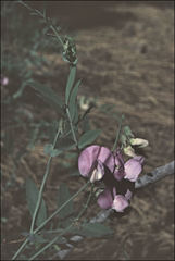 Lathyrus polyphyllus