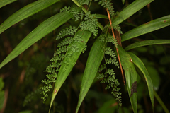 Odontosoria aculeata