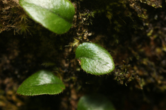 Microgramma piloselloides