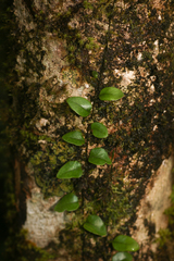 Microgramma piloselloides