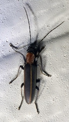 Oxacis cana