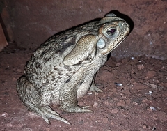 Rhinella diptycha