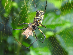 Trichonephila turneri