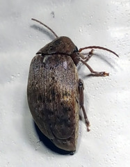 Amblycerus
