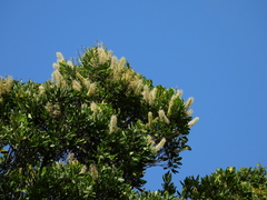 Buckinghamia celsissima