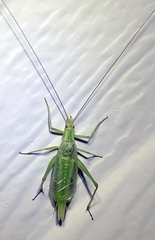 Oecanthus argentinus