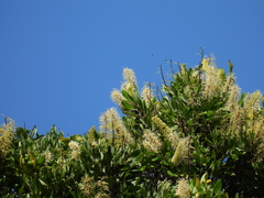 Buckinghamia celsissima