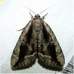Catocala angusi