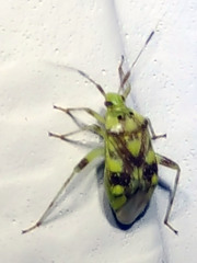 Taedia