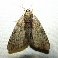 Catocala insolabilis