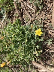 Oxalis californica