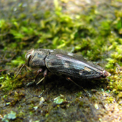 Chrysobothris viridiceps