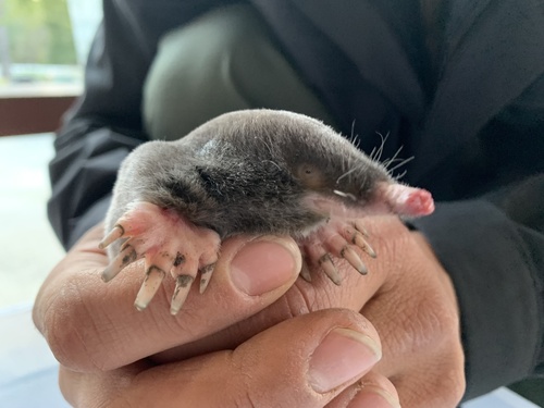Northern Broad-footed Mole