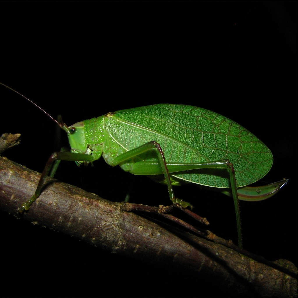True Katydids