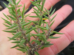 Agathosma pungens