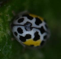 Psyllobora nana
