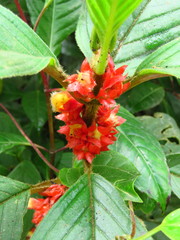 Glossoloma ichthyoderma