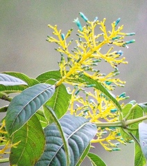 Palicourea weberbaueri