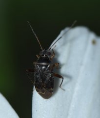 Polymerus testaceipes