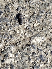 Coccinellini