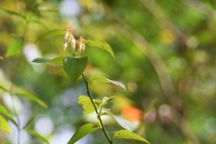 Media resource of Vaccinium corymbosum