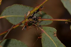 Leptomyrmex nigriventris