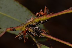 Leptomyrmex nigriventris