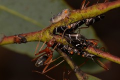 Leptomyrmex nigriventris