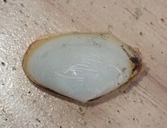 Scalpomactra scalpellum