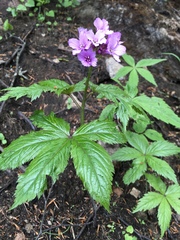 Cardamine pentaphyllos