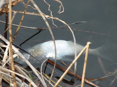 Dorosoma cepedianum