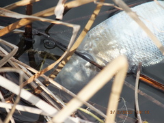 Dorosoma cepedianum
