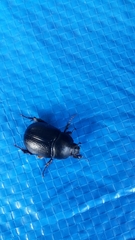 Pentodon bidens punctatus