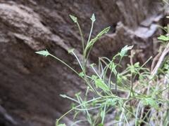 Pleurocoronis pluriseta