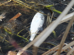 Dorosoma cepedianum