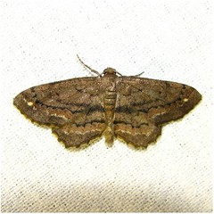 Hypagyrtis brendae