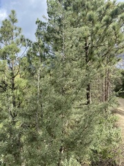 Cupressus forbesii