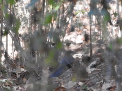 Melanotis hypoleucus
