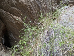 Pleurocoronis pluriseta