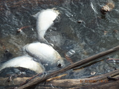 Dorosoma cepedianum