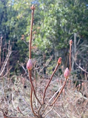 Rhododendron occidentale