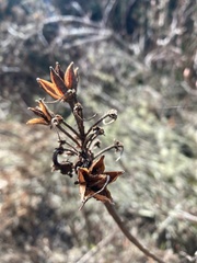 Rhododendron occidentale