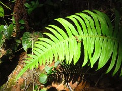 Dryopteris wallichiana