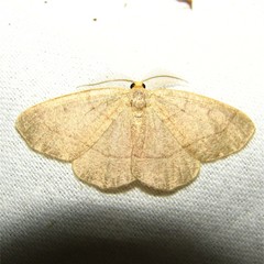 Lambdina pellucidaria