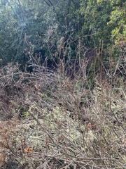 Rhododendron occidentale