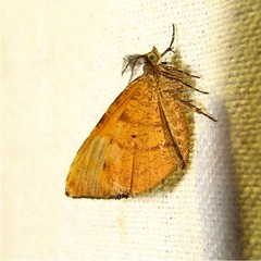 Mellilla xanthometata