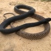 Masticophis flagellum - Photo (c) Eric Soehren, alguns direitos reservados (CC BY-NC), enviado por Eric Soehren